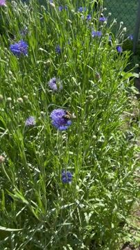 Bachelor Button Cornflower Artistic Drought Tolerant Garden Flower Plant  Seed Mix